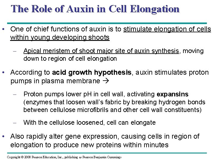 The Role of Auxin in Cell Elongation • One of chief functions of auxin