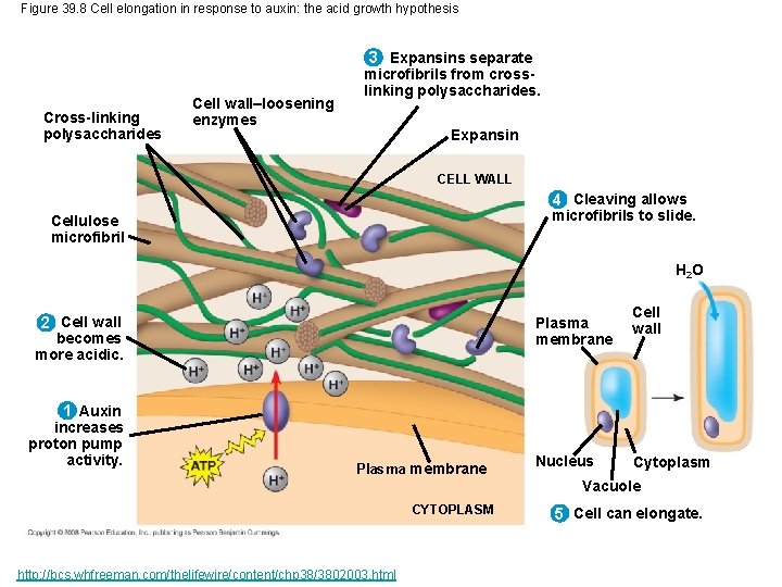 Figure 39. 8 Cell elongation in response to auxin: the acid growth hypothesis 3