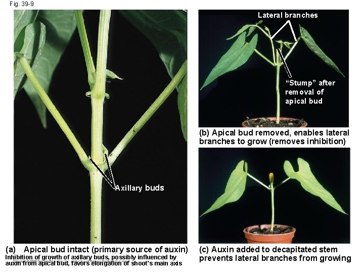 Fig. 39 -9 Lateral branches “Stump” after removal of apical bud (b) Apical bud