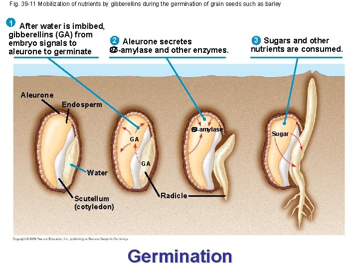 Fig. 39 -11 Mobilization of nutrients by gibberellins during the germination of grain seeds