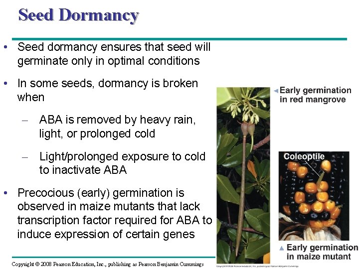 Seed Dormancy • Seed dormancy ensures that seed will germinate only in optimal conditions