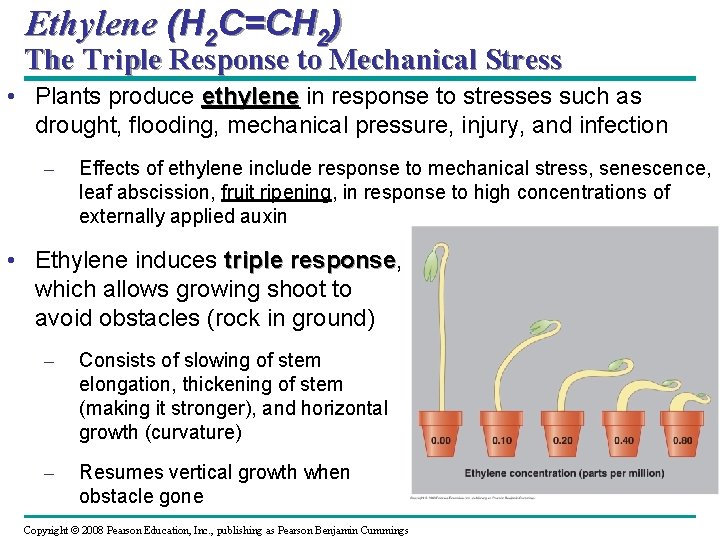 Ethylene (H 2 C=CH 2) The Triple Response to Mechanical Stress • Plants produce