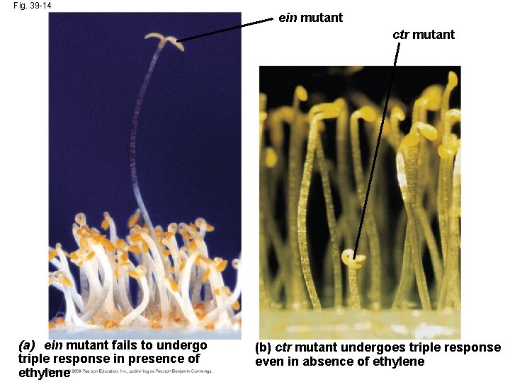 Fig. 39 -14 ein mutant ctr mutant (a) ein mutant fails to undergo triple