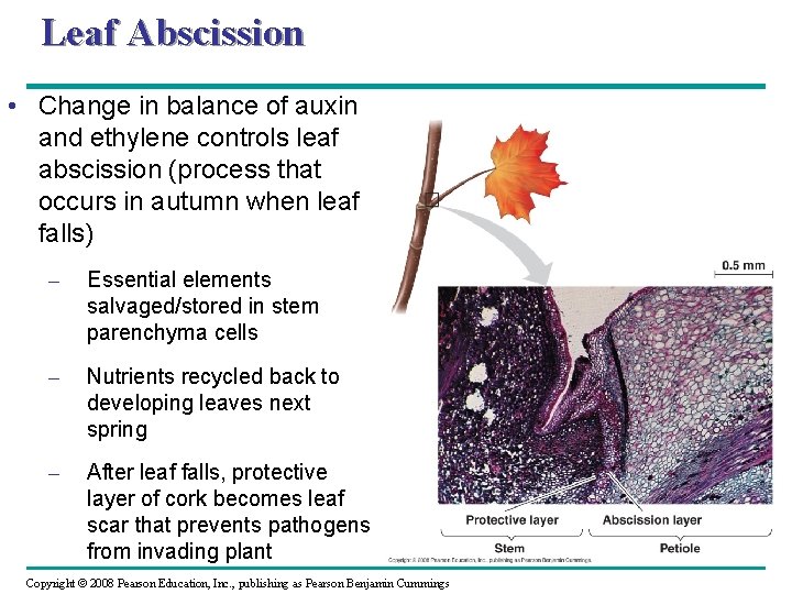Leaf Abscission • Change in balance of auxin and ethylene controls leaf abscission (process