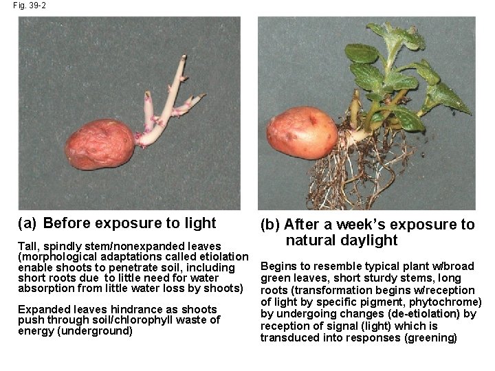 Fig. 39 -2 (a) Before exposure to light Tall, spindly stem/nonexpanded leaves (morphological adaptations