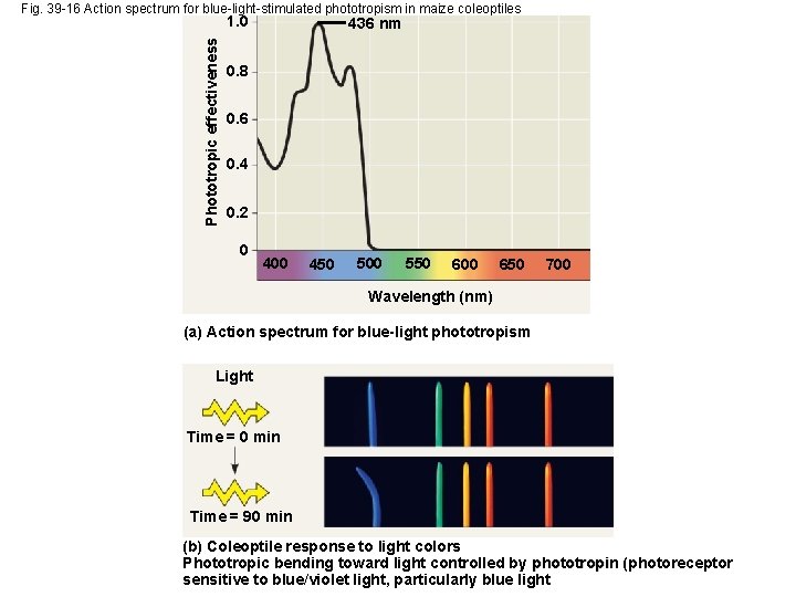 Fig. 39 -16 Action spectrum for blue-light-stimulated phototropism in maize coleoptiles Phototropic effectiveness 1.