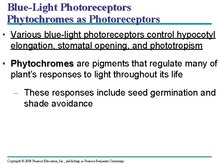 Blue-Light Photoreceptors Phytochromes as Photoreceptors • Various blue-light photoreceptors control hypocotyl elongation, stomatal opening,