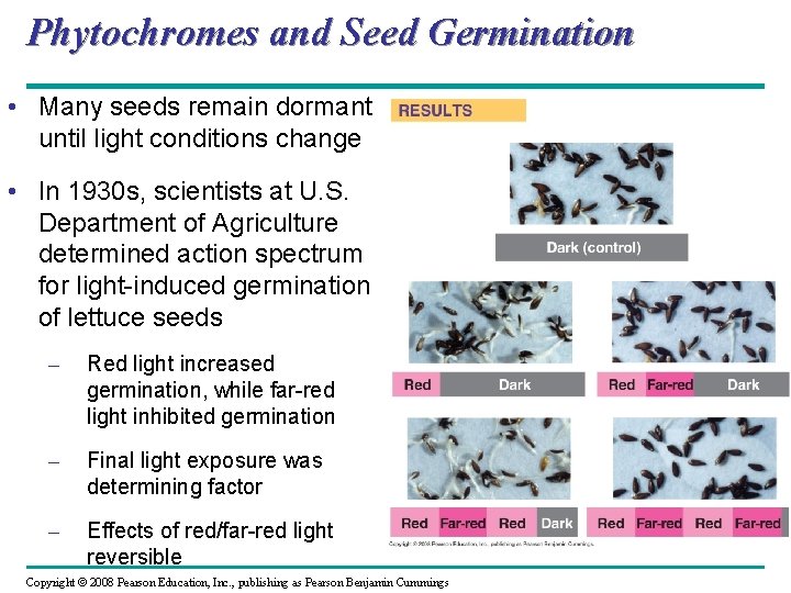 Phytochromes and Seed Germination • Many seeds remain dormant until light conditions change •