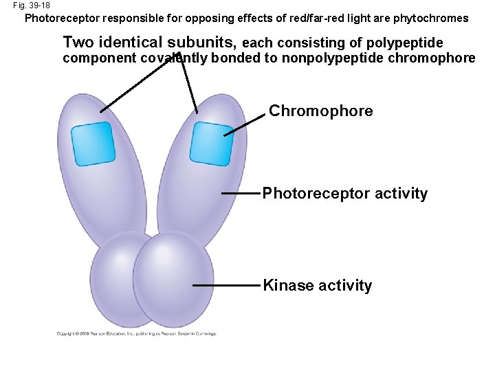 Fig. 39 -18 Photoreceptor responsible for opposing effects of red/far-red light are phytochromes Two
