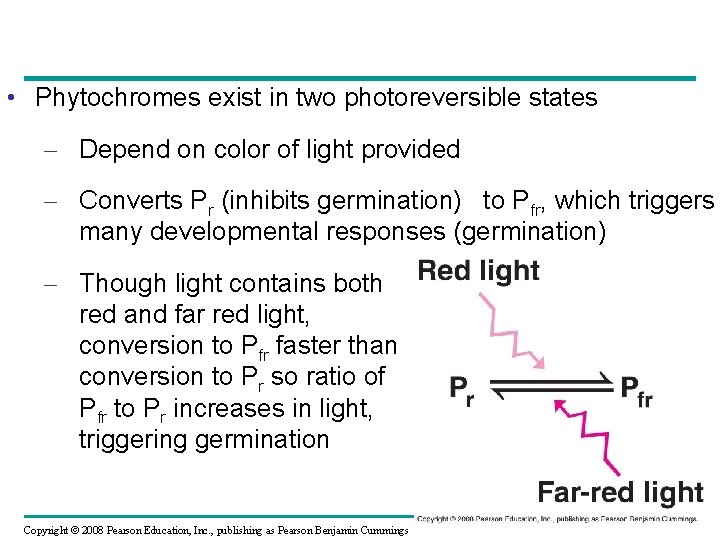  • Phytochromes exist in two photoreversible states – Depend on color of light