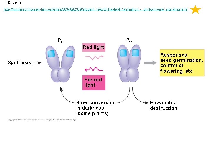 Fig. 39 -19 http: //highered. mcgraw-hill. com/sites/9834092339/student_view 0/chapter 41/animation_-_phytochrome_signaling. html Pfr Pr Red light