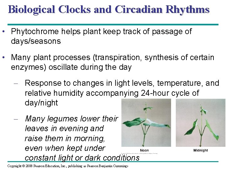 Biological Clocks and Circadian Rhythms • Phytochrome helps plant keep track of passage of