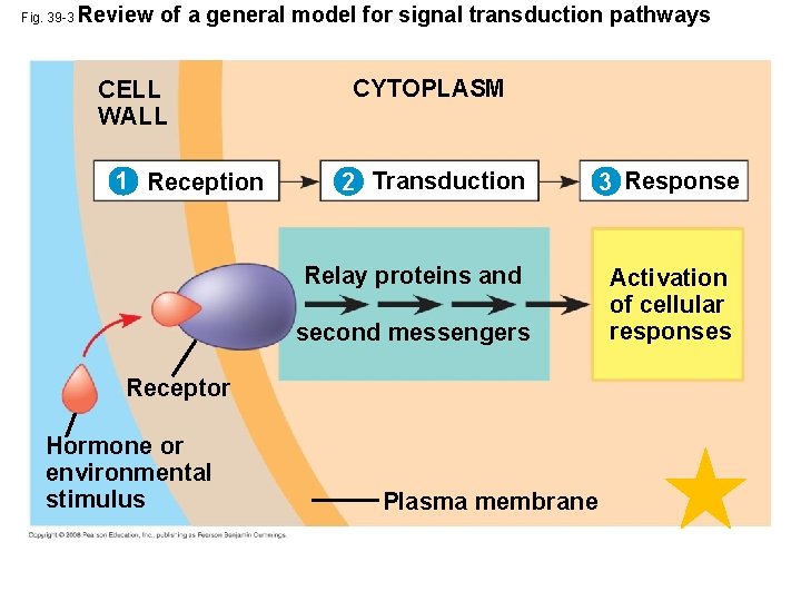 Fig. 39 -3 Review of a general model for signal transduction pathways CELL WALL