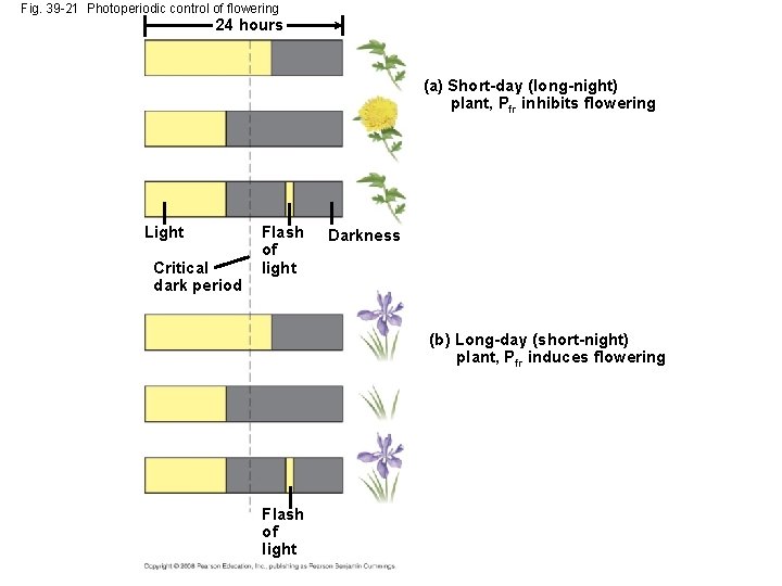 Fig. 39 -21 Photoperiodic control of flowering 24 hours (a) Short-day (long-night) plant, Pfr