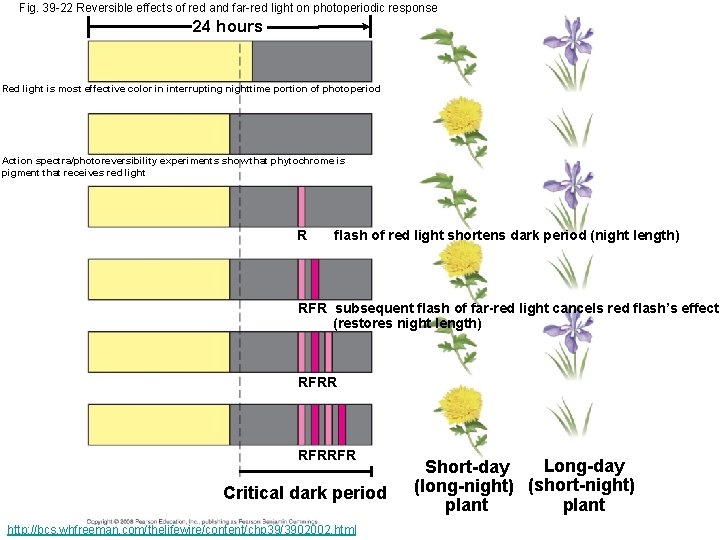 Fig. 39 -22 Reversible effects of red and far-red light on photoperiodic response 24