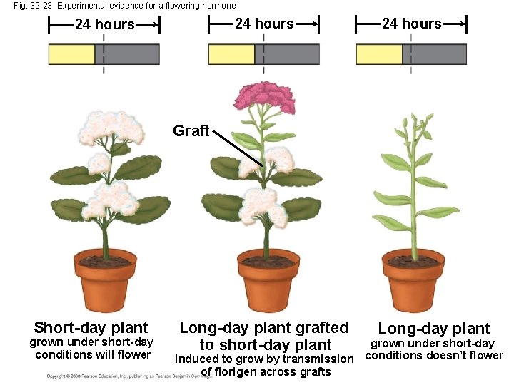 Fig. 39 -23 Experimental evidence for a flowering hormone 24 hours Graft Short-day plant