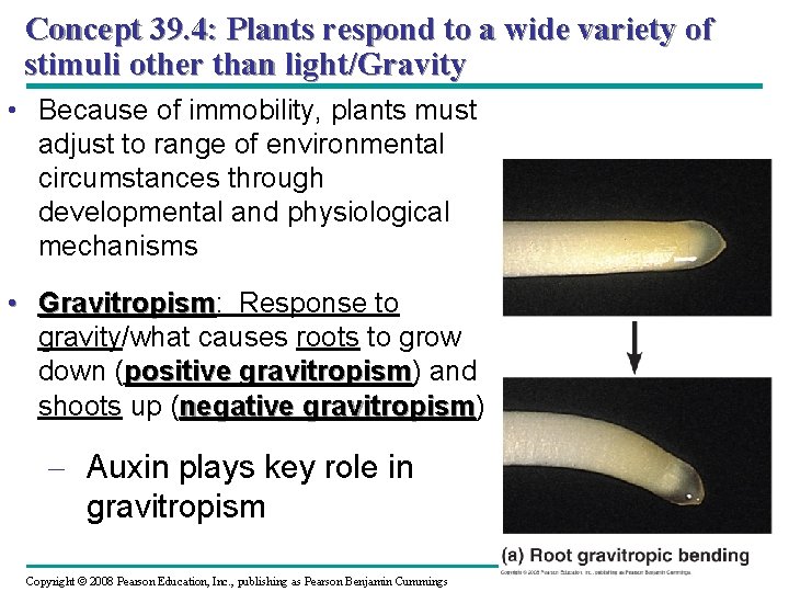 Concept 39. 4: Plants respond to a wide variety of stimuli other than light/Gravity