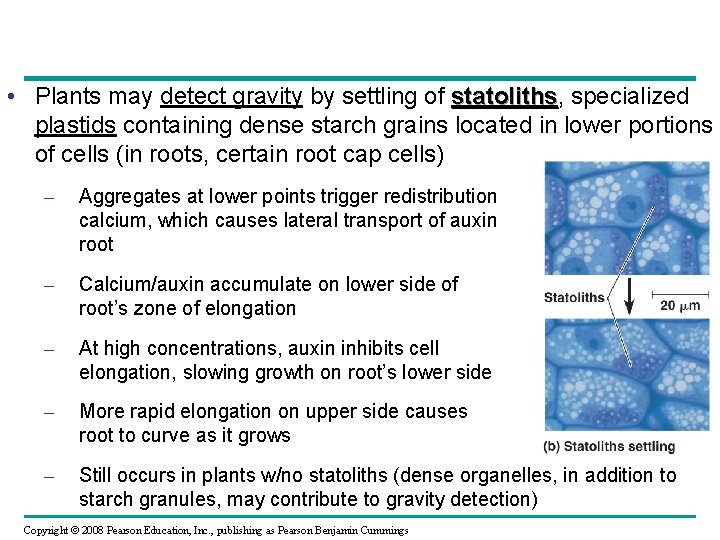  • Plants may detect gravity by settling of statoliths, statoliths specialized plastids containing