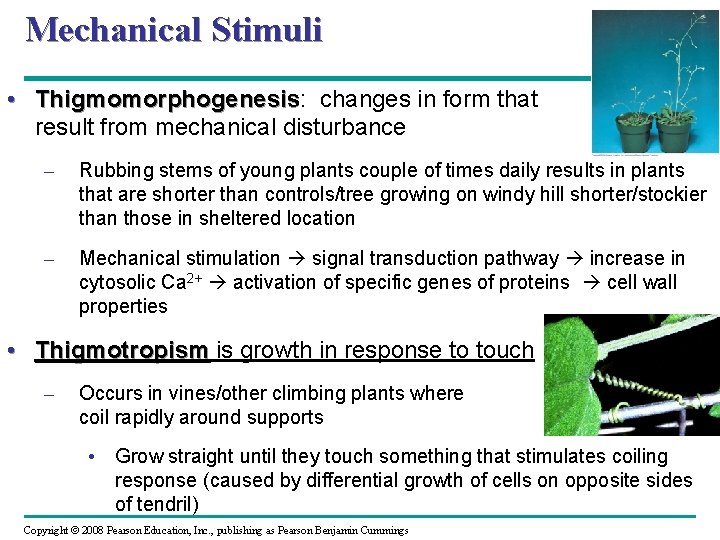 Mechanical Stimuli • Thigmomorphogenesis: Thigmomorphogenesis changes in form that result from mechanical disturbance –