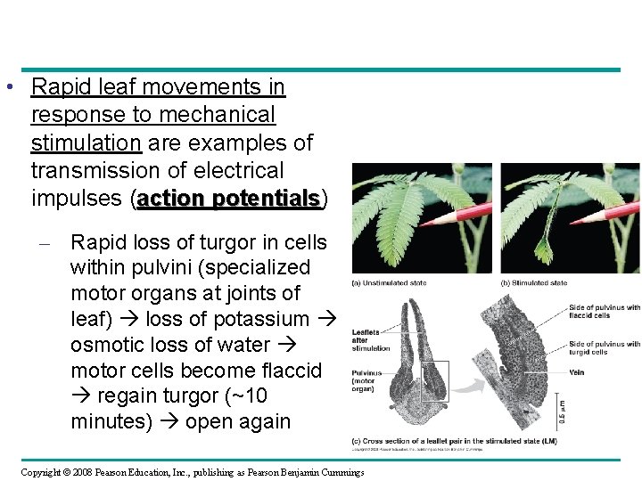  • Rapid leaf movements in response to mechanical stimulation are examples of transmission