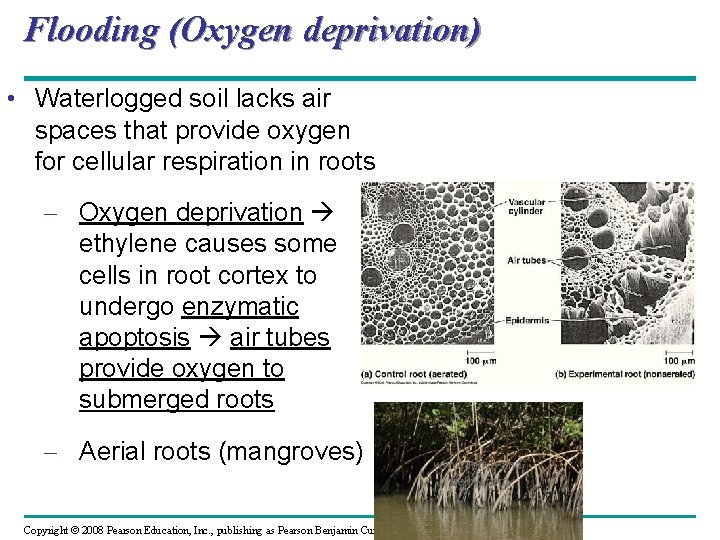 Flooding (Oxygen deprivation) • Waterlogged soil lacks air spaces that provide oxygen for cellular