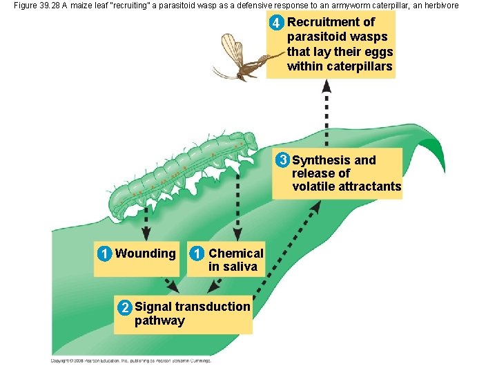 Figure 39. 28 A maize leaf “recruiting” a parasitoid wasp as a defensive response