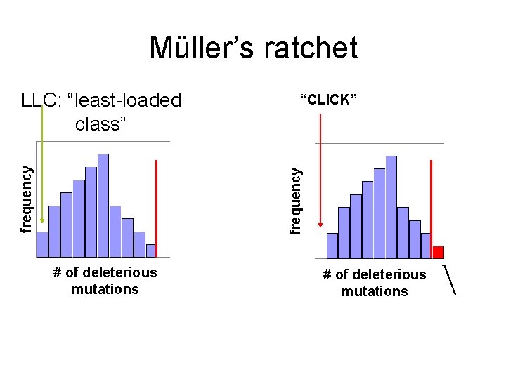 Müller’s ratchet “CLICK” frequency LLC: “least-loaded class” # of deleterious mutations 