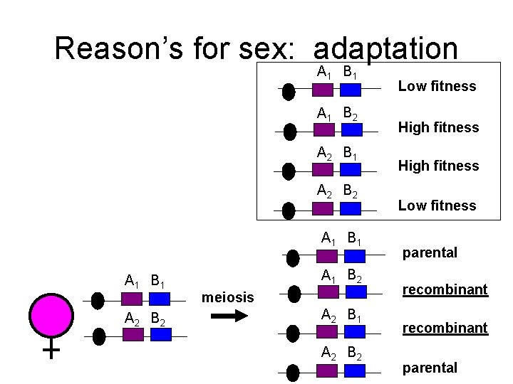 Reason’s for sex: adaptation A 1 B 1 A 1 B 2 A 2