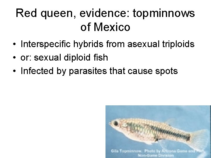 Red queen, evidence: topminnows of Mexico • Interspecific hybrids from asexual triploids • or: