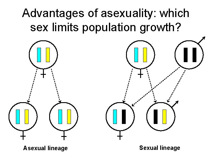 Advantages of asexuality: which sex limits population growth? Asexual lineage Sexual lineage 