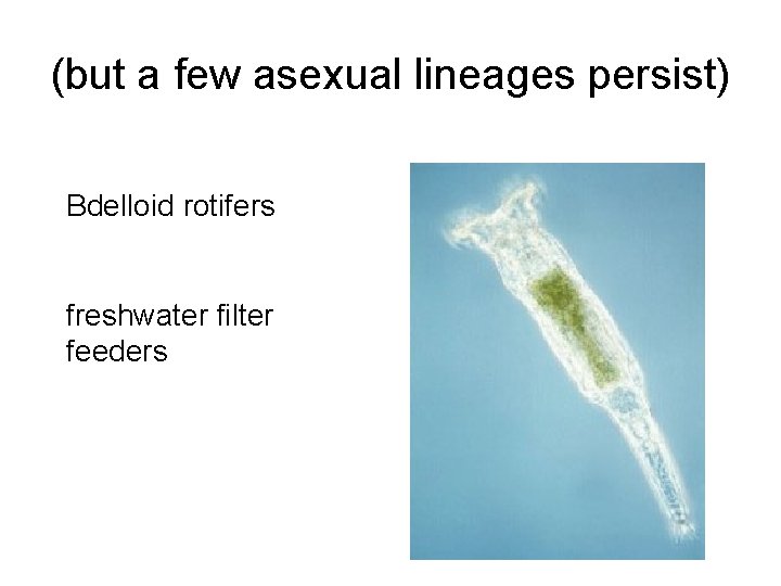 (but a few asexual lineages persist) Bdelloid rotifers freshwater filter feeders 