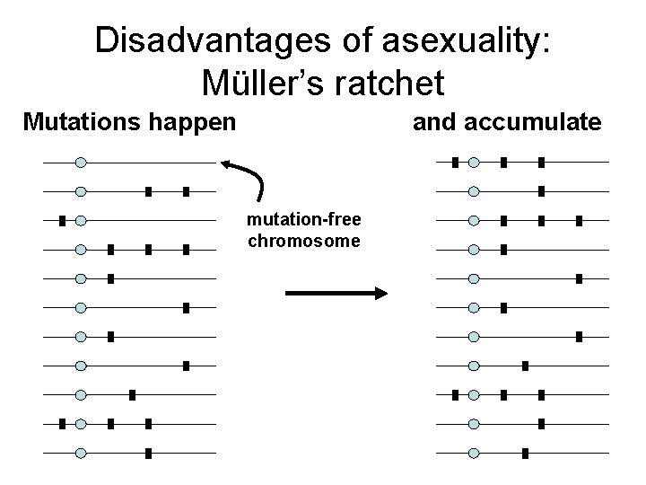 Disadvantages of asexuality: Müller’s ratchet and accumulate Mutations happen mutation-free chromosome 