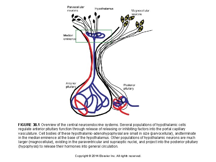 FIGURE 38. 1 Overview of the central neuroendocrine systems. Several populations of hypothalamic cells
