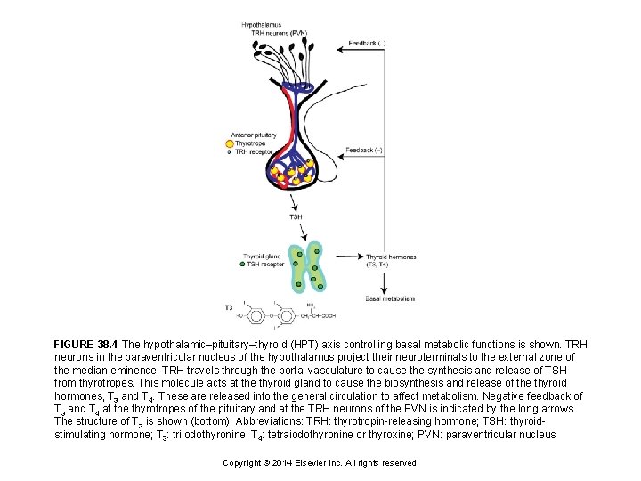 FIGURE 38. 4 The hypothalamic–pituitary–thyroid (HPT) axis controlling basal metabolic functions is shown. TRH