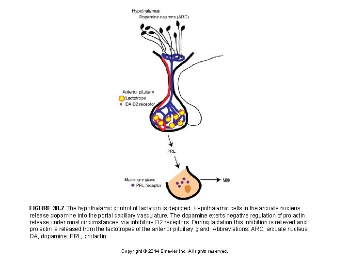 FIGURE 38. 7 The hypothalamic control of lactation is depicted. Hypothalamic cells in the