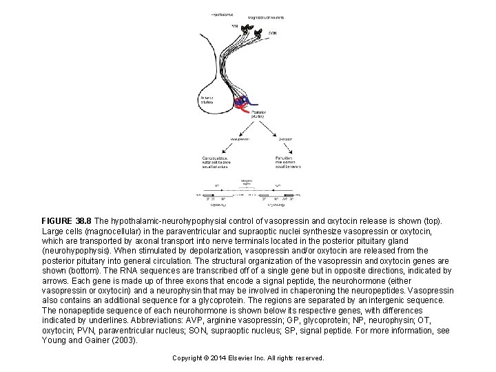 FIGURE 38. 8 The hypothalamic-neurohypophysial control of vasopressin and oxytocin release is shown (top).