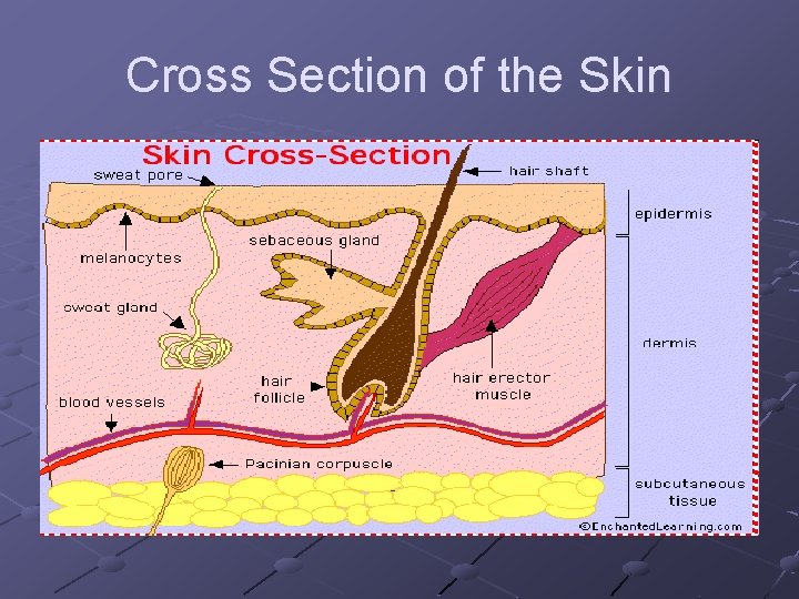 Cross Section of the Skin 