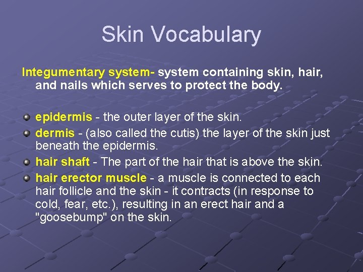 Skin Vocabulary Integumentary system- system containing skin, hair, and nails which serves to protect