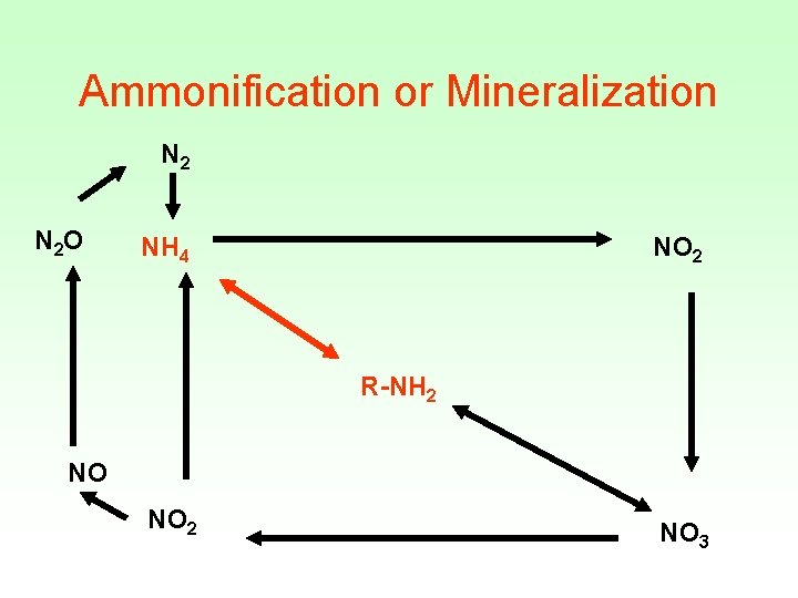Ammonification or Mineralization N 2 O NH 4 NO 2 R-NH 2 NO NO