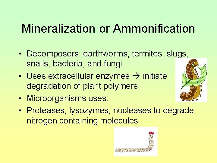 Mineralization or Ammonification • Decomposers: earthworms, termites, slugs, snails, bacteria, and fungi • Uses