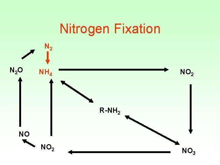 Nitrogen Fixation N 2 O NH 4 NO 2 R-NH 2 NO NO 2