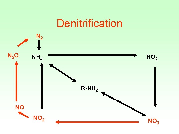 Denitrification N 2 O NH 4 NO 2 R-NH 2 NO NO 2 NO