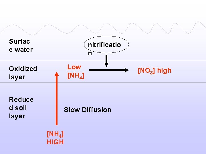 Surfac e water nitrificatio n Low [NH 4] Oxidized layer Reduce d soil layer