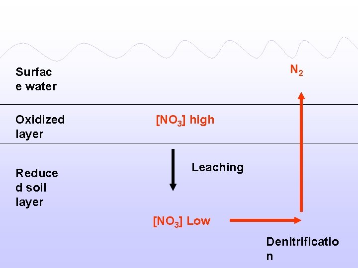 N 2 Surfac e water Oxidized layer Reduce d soil layer [NO 3] high