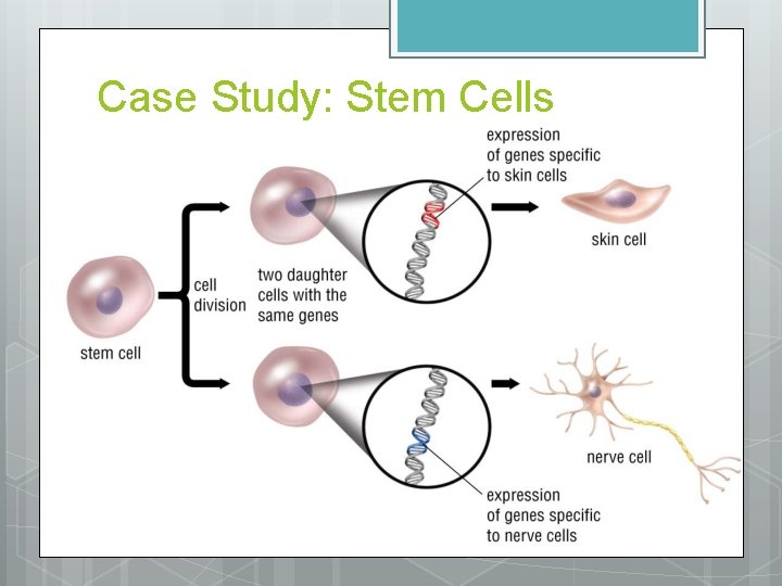 Case Study: Stem Cells 