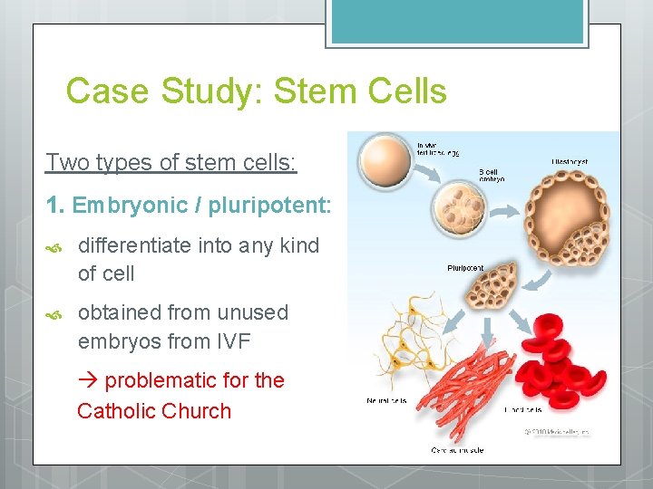 Case Study: Stem Cells Two types of stem cells: 1. Embryonic / pluripotent: differentiate