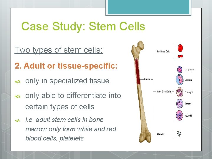Case Study: Stem Cells Two types of stem cells: 2. Adult or tissue-specific: only