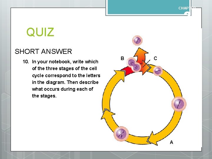 CHAPTER 2 QUIZ SHORT ANSWER 10. In your notebook, write which of the three