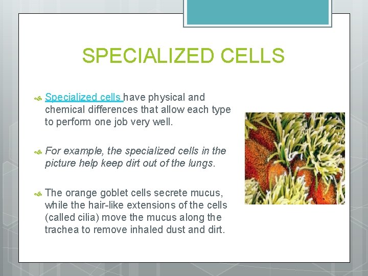 SPECIALIZED CELLS Specialized cells have physical and chemical differences that allow each type to