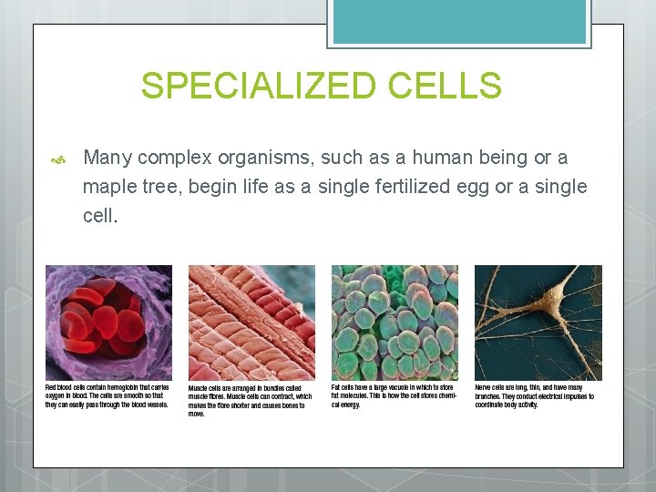 SPECIALIZED CELLS Many complex organisms, such as a human being or a maple tree,